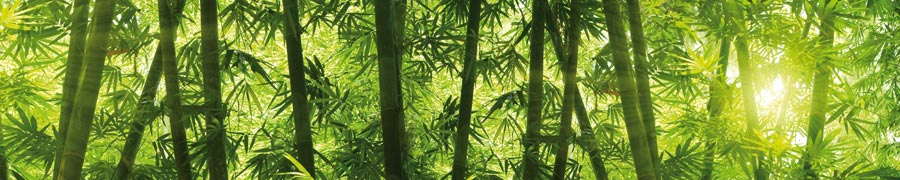 Küchenmotiv rw-06 bambuswald