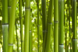 Küchenmotiv sp-01 bambus